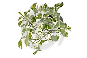 Top view of tropical `Epipremnum Aureum N`Joy` pothos houseplant with white and green variegated leaves in flower pot isolated on