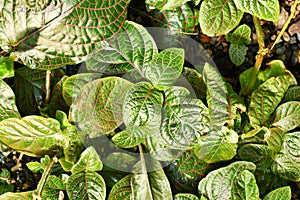 Top view of tropical `Fittonia Gigantea` Nerv plant with red veins