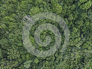 Top view of tropical forest with green trees in southern Brazil