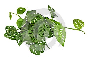 Top view of tropical `Monstera Acuminata` or Swiss cheese vine houseplant on white background photo