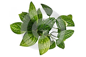 Top view of tropical `Monstera Sp. Peru`, also called `Monstera Karstenianum`, house plant with puckered, iridescent leaves