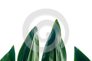 Top view tropical palm leavee on white isolated background