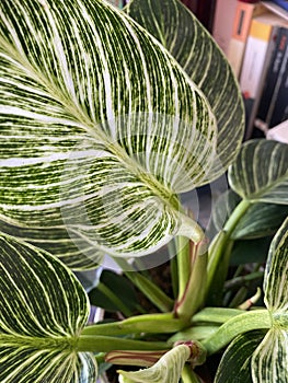 Top view of tropical Philodendron Birkin house plant with beautiful white line patterns on dark green leaves