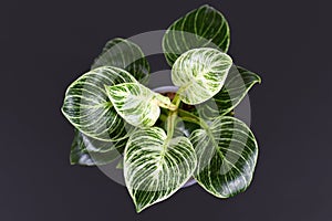 Top view of tropical `Philodendron Birkin` house plant with beautiful white line patterns on dark green leaves on black background