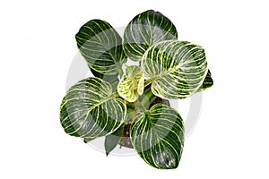 Top view of tropical `Philodendron Birkin` plant with white stripes on dark green leaves on white background