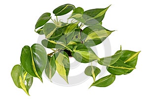 Top view of tropical `Philodendron Hederaceum Scandens Brasil` creeper house plant with yellow stripes on white backgroun photo