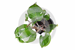 Top view of tropical `Philodendron White Knight` houseplant with white variegation spots