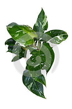 Top view of tropical \'Philodendron White Princess\' houseplant ckground