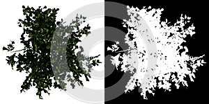 Top view tropical plant tree bush Terminalia Cattapa white background alpha png 3D Rendering Ilustracion 3D photo