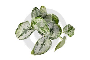 Top view of tropical `Scindapsus Pictus Exotica` or `Satin Pothos` houseplant with large silver leaves with velvet texture
