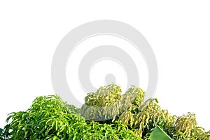 Top view tropical tree leaves with branches on white isolated background for green foliage backdrop