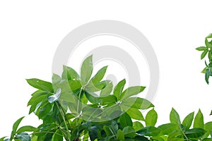 Top view tropical tree leaves with0 branches on white isolated background