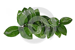 Top view of tropical `Zamioculcas Zamiifolia Zenzi` houseplant on white background