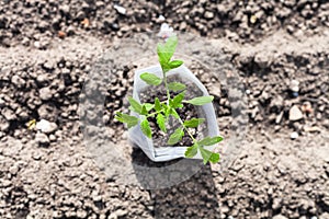 Top view of tube with young seedling of tomato