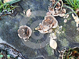 Top view of Turkey tail fungus Trametes versicolor growing on trunk of dead cut tree.