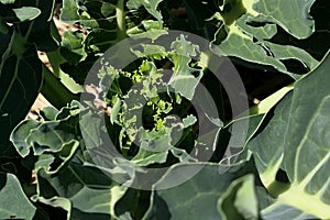 Top view of Turnip cabbage plant, also called German Turnip or Kohlrabi
