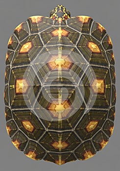Top view of a turtle shell displaying an intricate pattern of