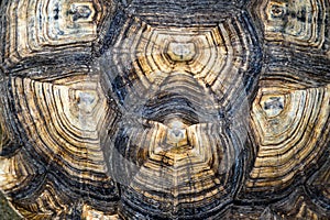 Top view of turtle shell of sulcata tortoise or African spurred tortoise. background and texture