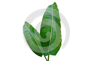 Top view, Two banana leaf isolated on white background for design or stock photo, summer flora, nature plant