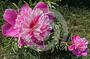 Top view of two blooming peony flowers in grass