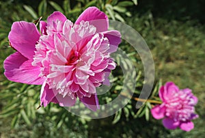 Top view of two blooming peony flowers in grass - the flower in the foreground in focus