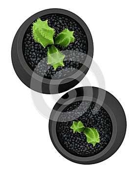 Top view of two cactuses in pots isolated on white