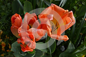 Top view of two delicate vivid orange tulips with small water drops in a garden in a rainy spring day, beautiful outdoor floral ba