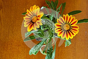 Top view of two flowers of Gazania rigens Big Kiss Yellow Flame