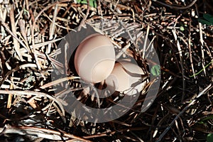 Top view of two free range chicken eggs in wild nest