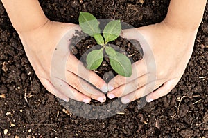 Top view two hands of kid were planting seedling on soil. People planting tree concept