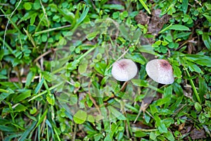 Top view of two mushrooms growing on green grass