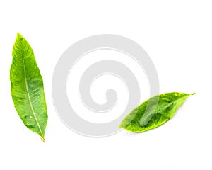 Top view two Ochna integerrima Hoa Mai leaves isolated on white