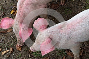 Top view of two pink pigs with white bristles standing on wet ground