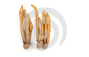 Top view two shapes of whole fresh finger roots or galingale on white background. Top view image of herb plant Finger Root or