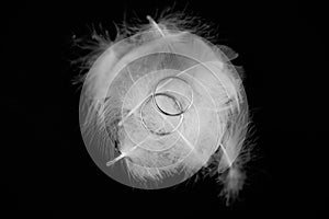 Top view of two silver wedding rings on a white feather isolated on blackbackground