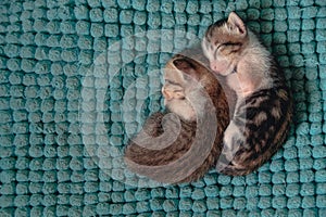 Top view of two sleeping kittens huddled together for warmth