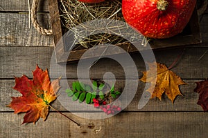 Top view of two small autumn pumpkins, maple leaves, and branch of rowan berries on wooden rustic background