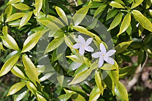 Top view of the two small white flowers of a dwarf variety of crape jasmine