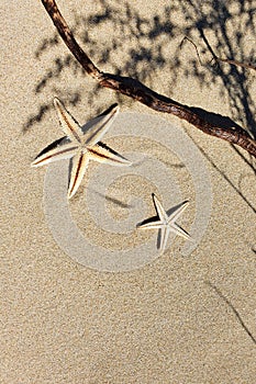 Top view of two starfishes with trendy shadow on beach sand. Travel and tourism. Copy space, flat lay style