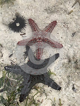 Top view of two starfishes on white sand and sea grass in shallow water. Zanzibar. Atlantic Ocean