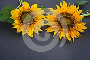Two sunflowers on gray background.