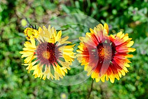 Top view of two vivid yellow and red Gaillardia flowers, common name blanket flower,  and blurred green leaves in soft focus, in a