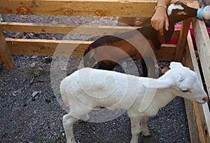 Top view: Two white and brown goats are eating milk on the farm.  Selectable focus