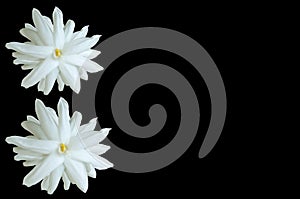 Top view,White jasminum sambac flower blossom bloom isolated on black background, Fragrant floral,arabian jasmine, floral pattern
