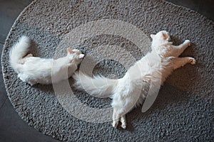 Top view of two white kitty cats sleeping on the floor carpet