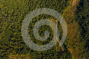 Top view of the Ukrainian forests in the Rivne region, flying over the tunnel of love