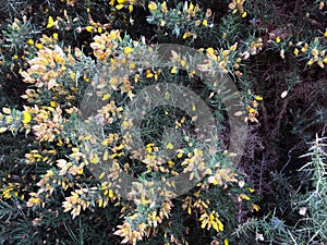Top view of Ulex plant bush with yellow flowers and sharp green spines