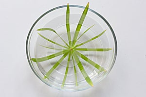Top view of umbrella of Cyperus plant in bowl with water for rooting on the white background