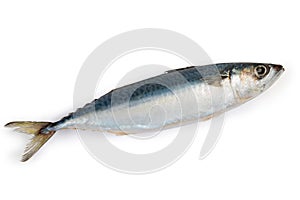 Top view of unfrozen chub mackerel on a white background