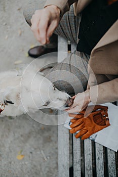 Top view of unrecognizable senior man sitting on bench and feeding his dog outdoors in park.